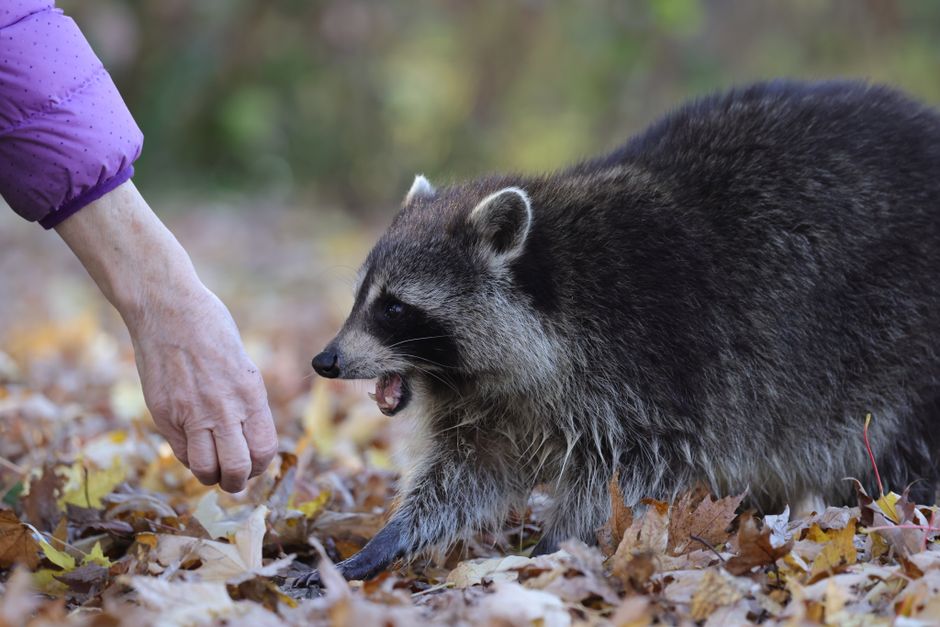 Uwaga na wściekliznę! Potwierdzony przypadek w powiecie łosickim